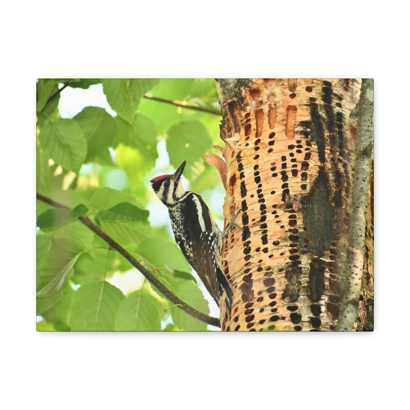 Funny Yellow Bellied Sapsucker Silly Yellow Bellied Sapsucker Scene Outside Wall Art Ready to Hang Unframed-Express Your Love Gifts