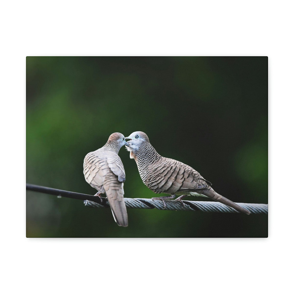 Funny Zebra Dove Silly Zebra Dove Scene Couple Wall Art Ready to Hang Unframed-Express Your Love Gifts