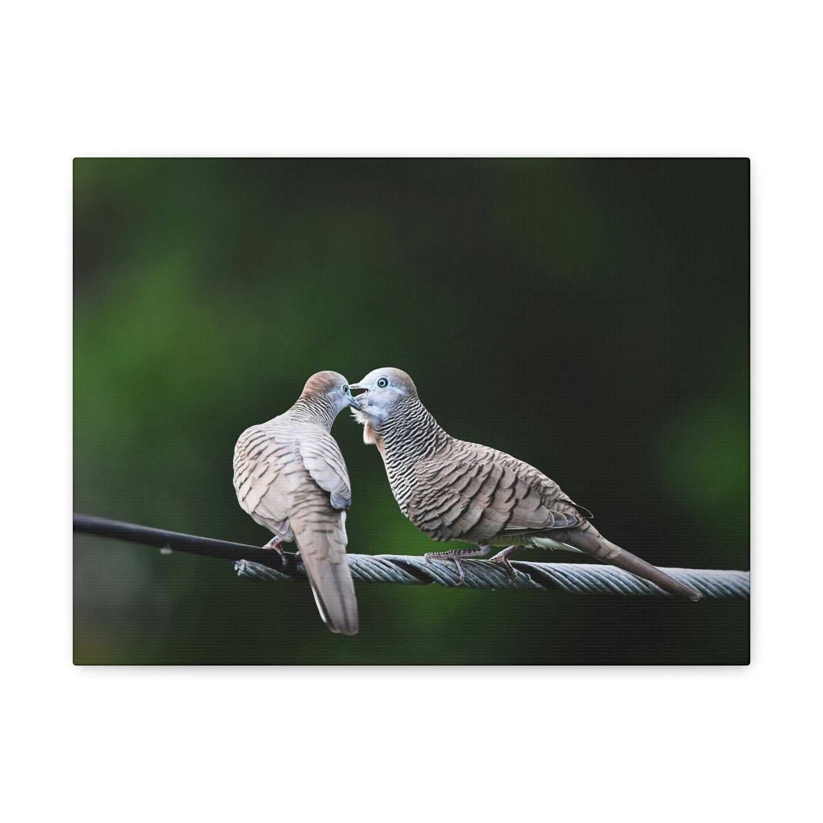 Funny Zebra Dove Silly Zebra Dove Scene Couple Wall Art Ready to Hang Unframed-Express Your Love Gifts