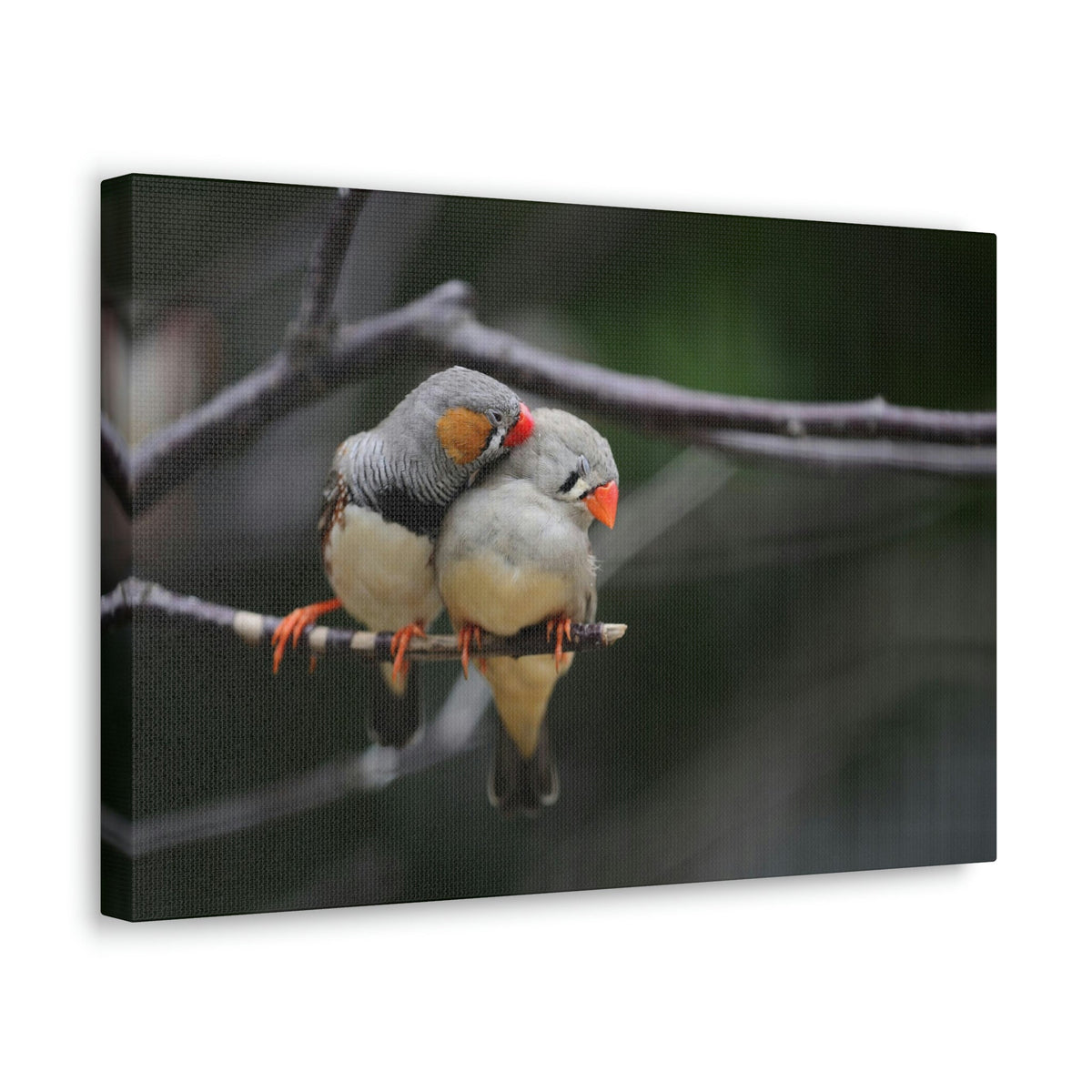 Funny Zebra Finch Silly Zebra Finch Scene Couple Wall Art Ready to Hang Unframed-Express Your Love Gifts