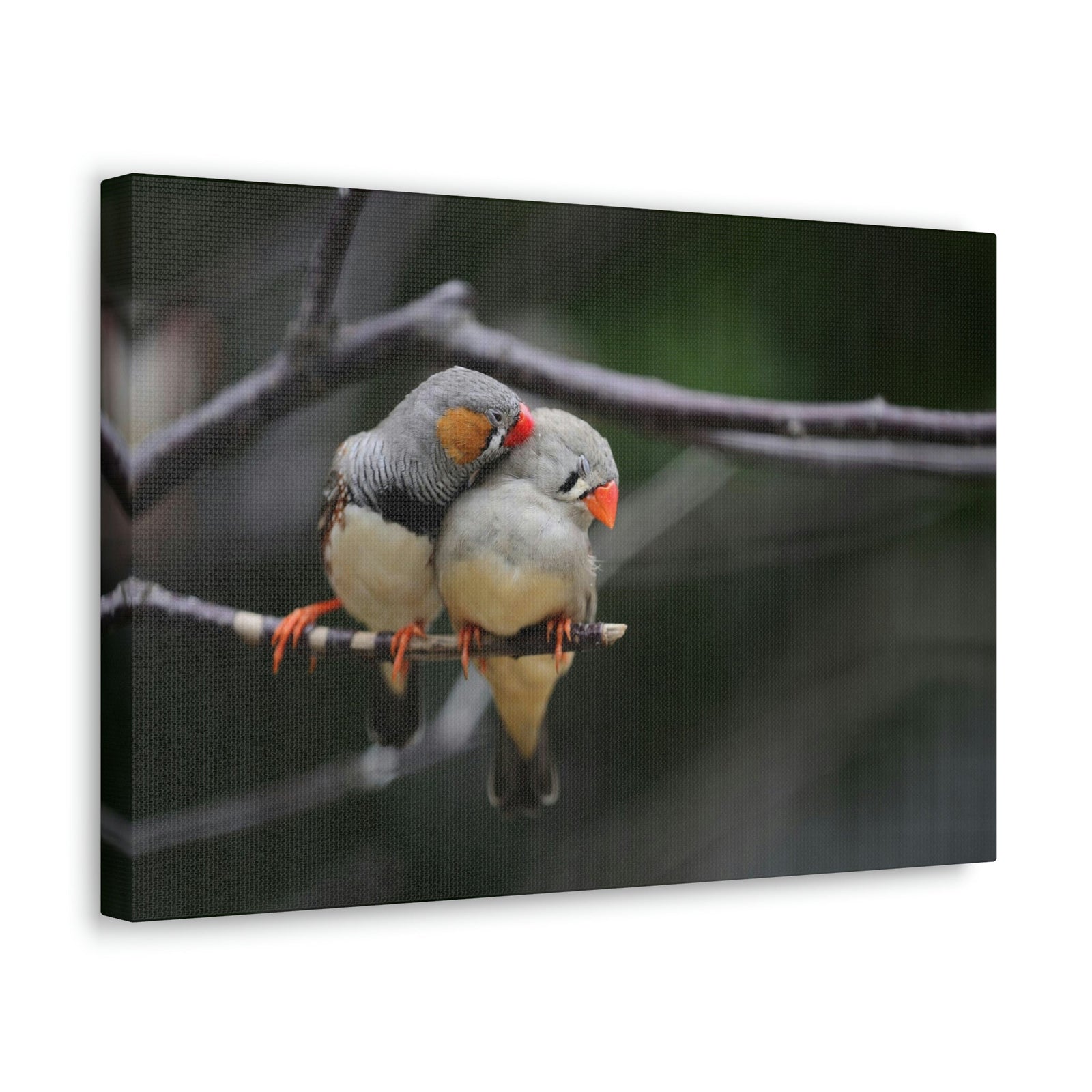Funny Zebra Finch Silly Zebra Finch Scene Couple Wall Art Ready to Hang Unframed-Express Your Love Gifts