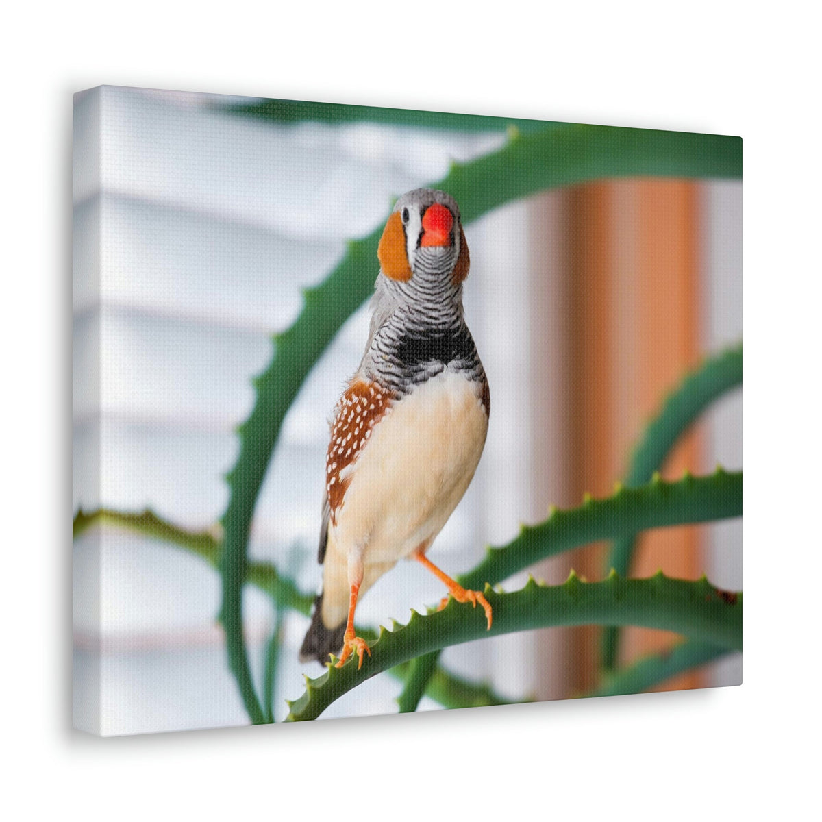 Funny Zebra Finch Silly Zebra Finch Scene Inside Wall Art Ready to Hang Unframed-Express Your Love Gifts