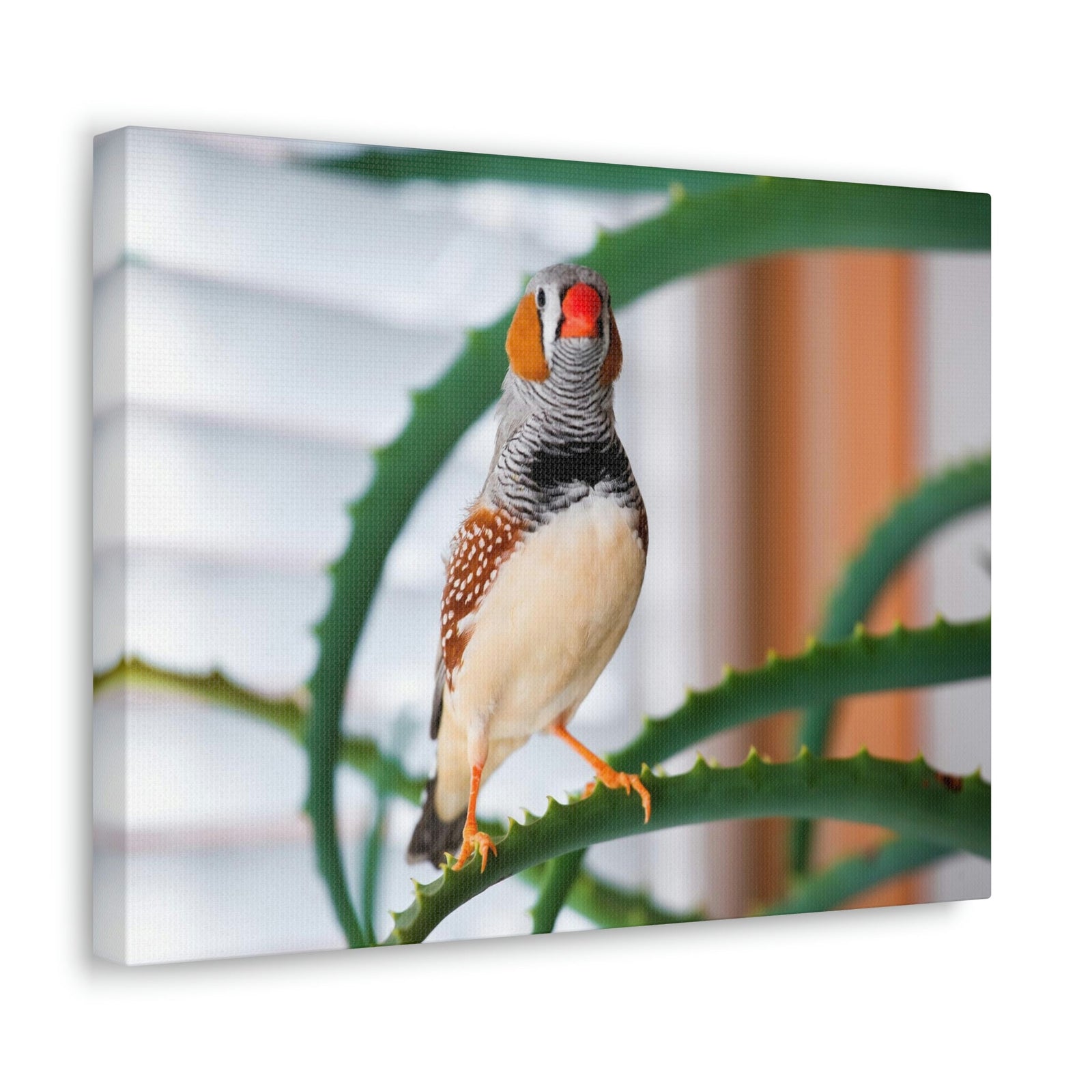 Funny Zebra Finch Silly Zebra Finch Scene Inside Wall Art Ready to Hang Unframed-Express Your Love Gifts