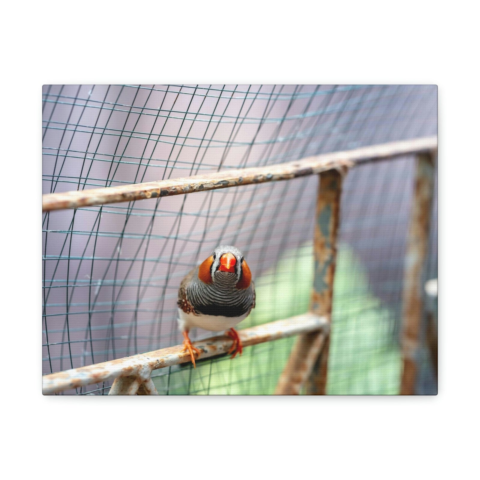 Funny Zebra Finch Silly Zebra Finch Scene Outside Wall Art Ready to Hang Unframed-Express Your Love Gifts