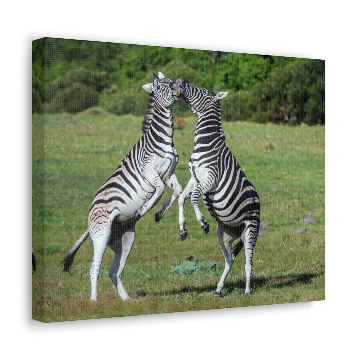 Funny Zebra Silly Zebra Scene Couple Wall Art Ready to Hang Unframed-Express Your Love Gifts