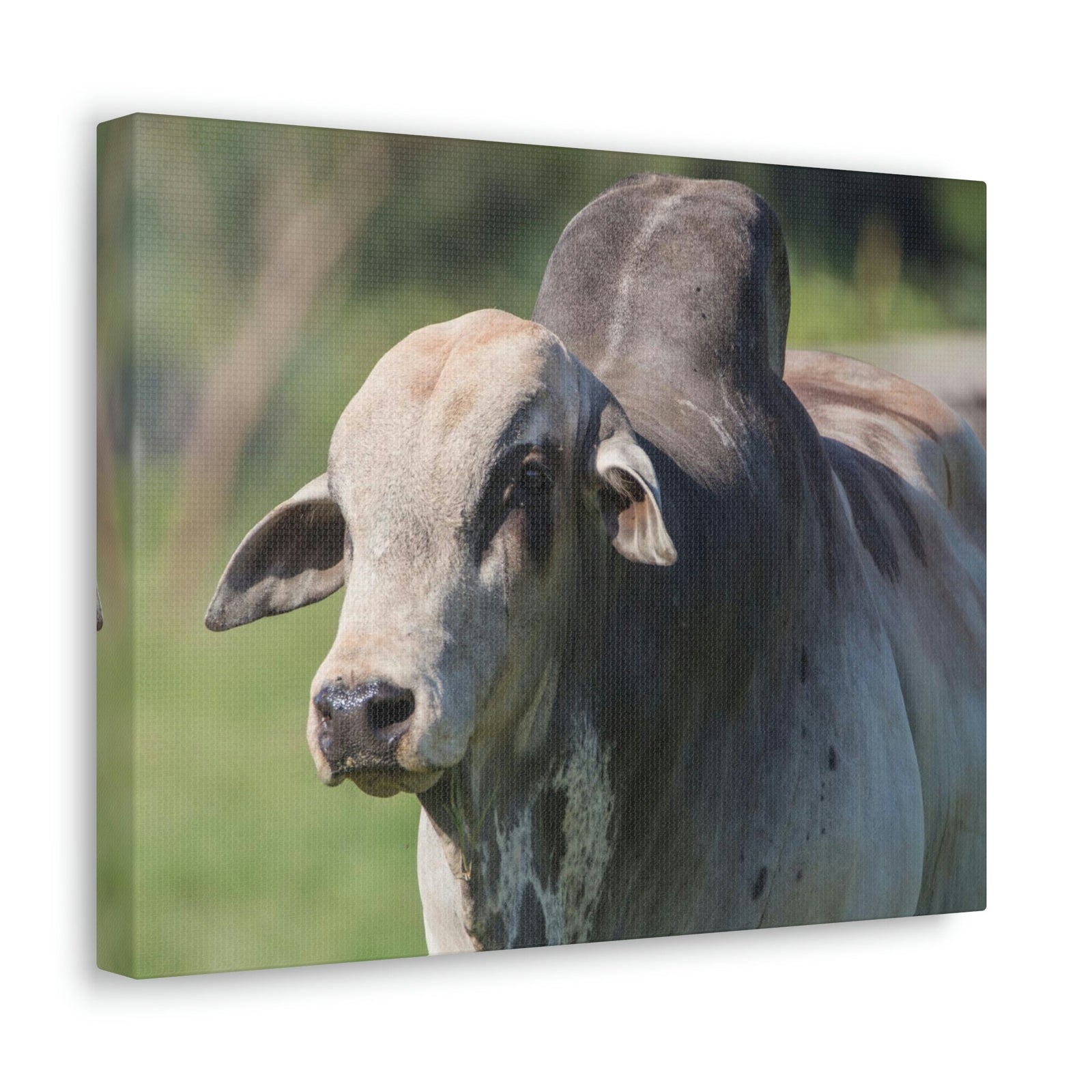 Funny Zebu Silly Zebu Scene Outside Wall Art Ready to Hang Unframed-Express Your Love Gifts
