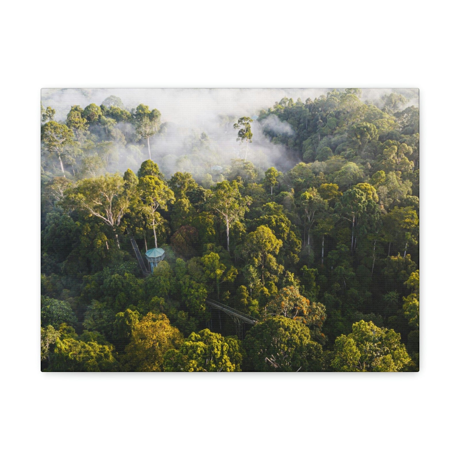 Gorgeous Misty Rainforest Scene Beautiful Enthralling and Captivating Beauty Nature Scene Aerial View of Rainforest Wall Art Ready to Hang Unframed-Express Your Love Gifts