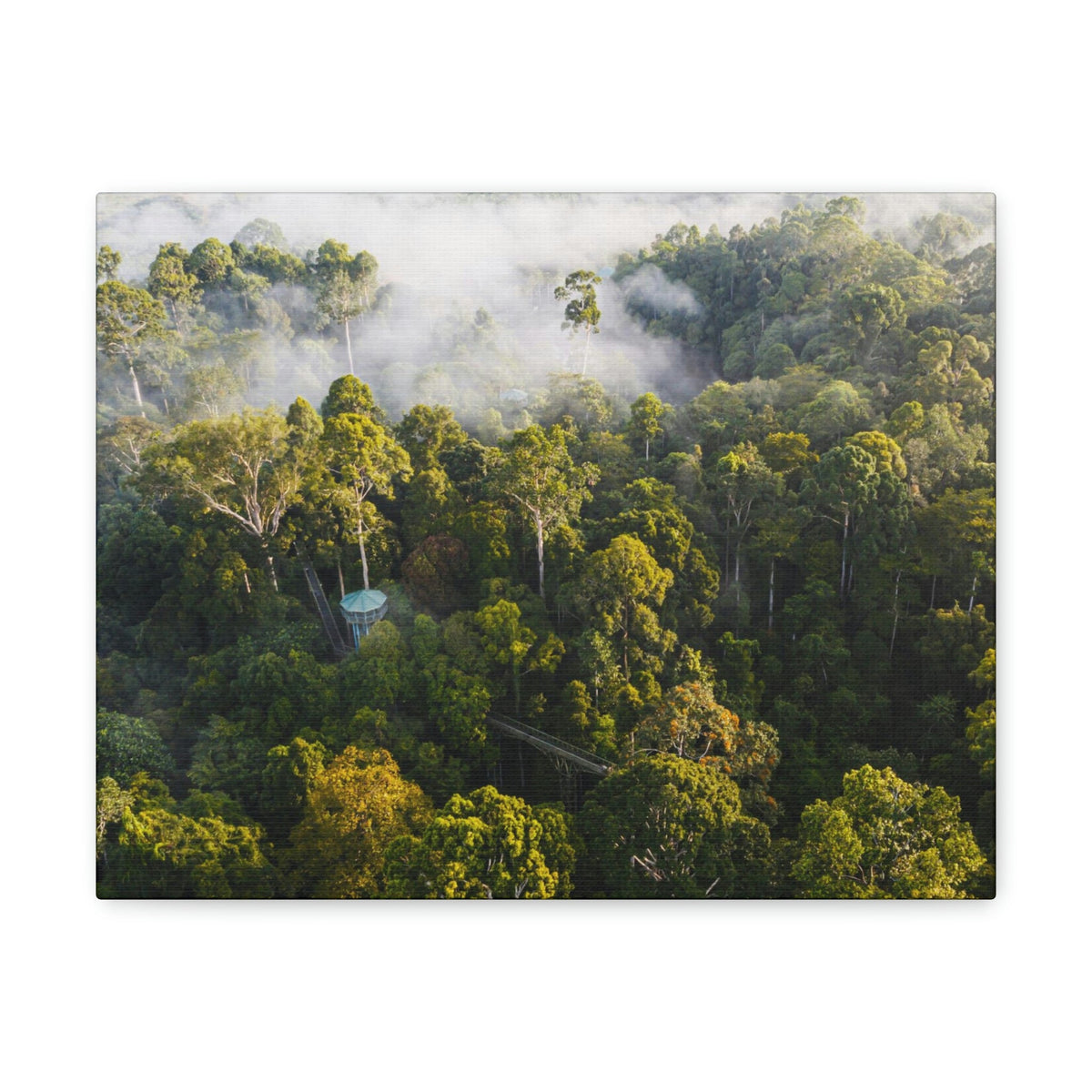 Gorgeous Misty Rainforest Scene Beautiful Enthralling and Captivating Beauty Nature Scene Aerial View of Rainforest Wall Art Ready to Hang Unframed-Express Your Love Gifts