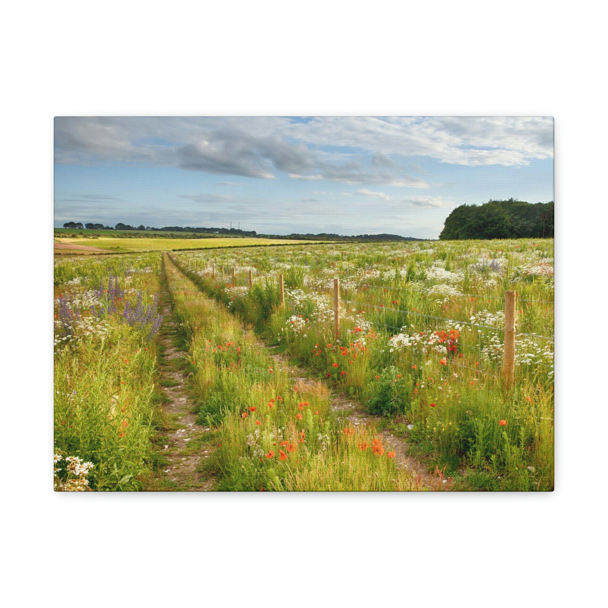 Gorgeous Wild Flower Meadow Scene Beautiful Pleasant and Lovely Beauty Nature Scene Different Colorful Flowers Wall Art Ready to Hang Unframed-Express Your Love Gifts