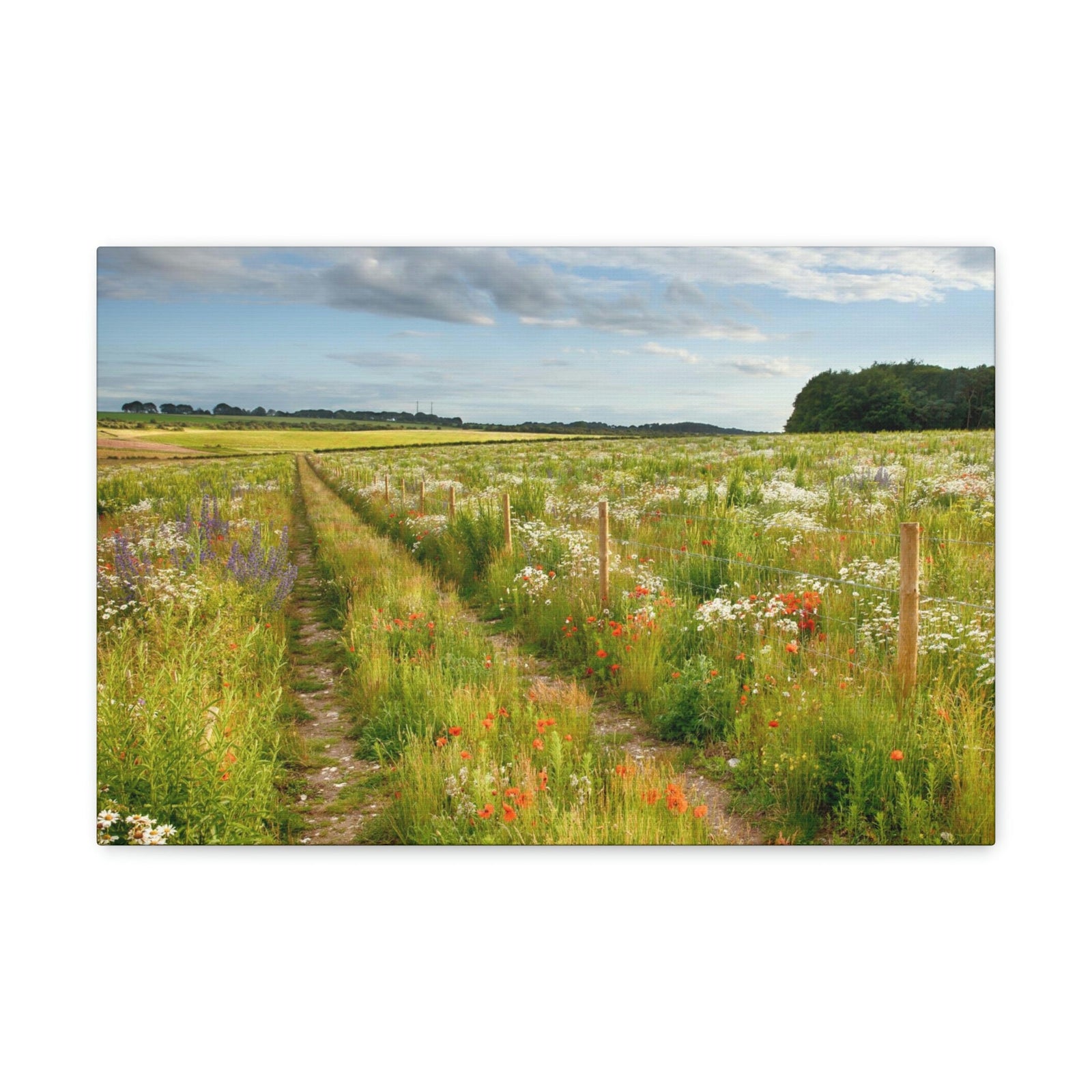 Gorgeous Wild Flower Meadow Scene Beautiful Pleasant and Lovely Beauty Nature Scene Different Colorful Flowers Wall Art Ready to Hang Unframed-Express Your Love Gifts
