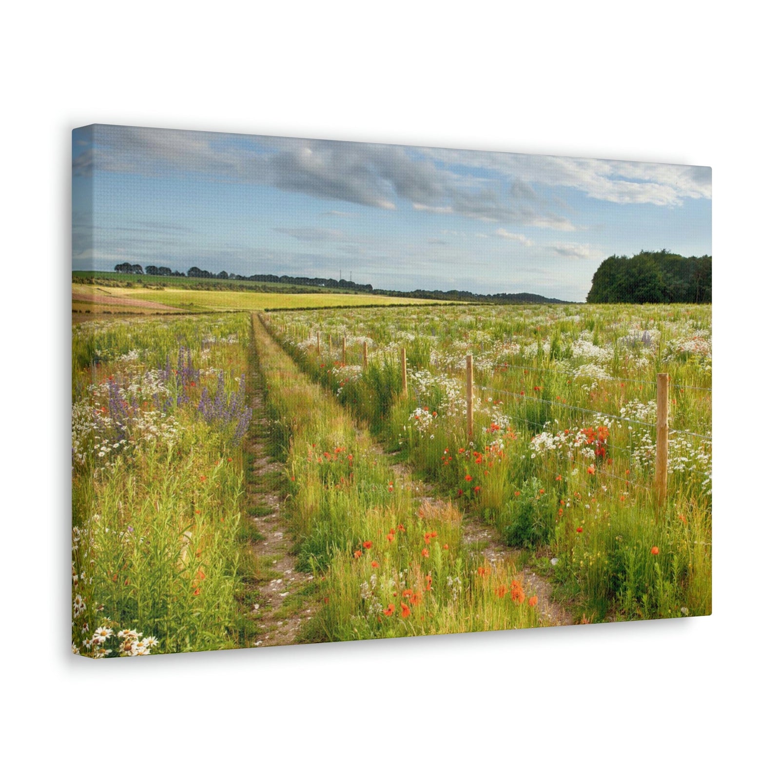 Gorgeous Wild Flower Meadow Scene Beautiful Pleasant and Lovely Beauty Nature Scene Different Colorful Flowers Wall Art Ready to Hang Unframed-Express Your Love Gifts