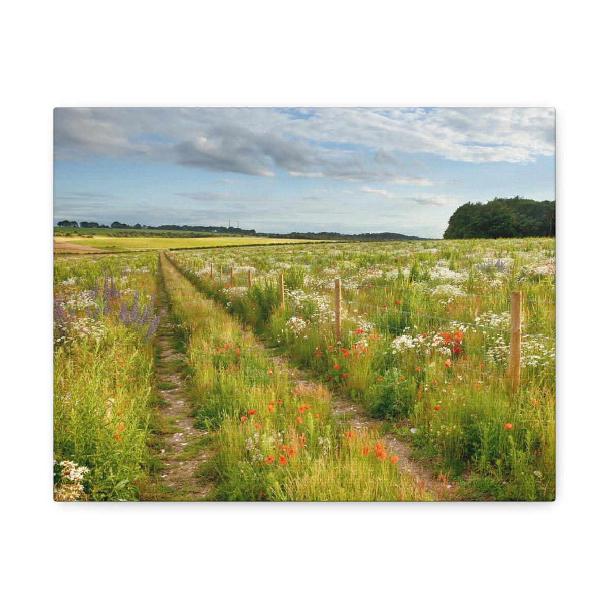 Gorgeous Wild Flower Meadow Scene Beautiful Pleasant and Lovely Beauty Nature Scene Different Colorful Flowers Wall Art Ready to Hang Unframed-Express Your Love Gifts