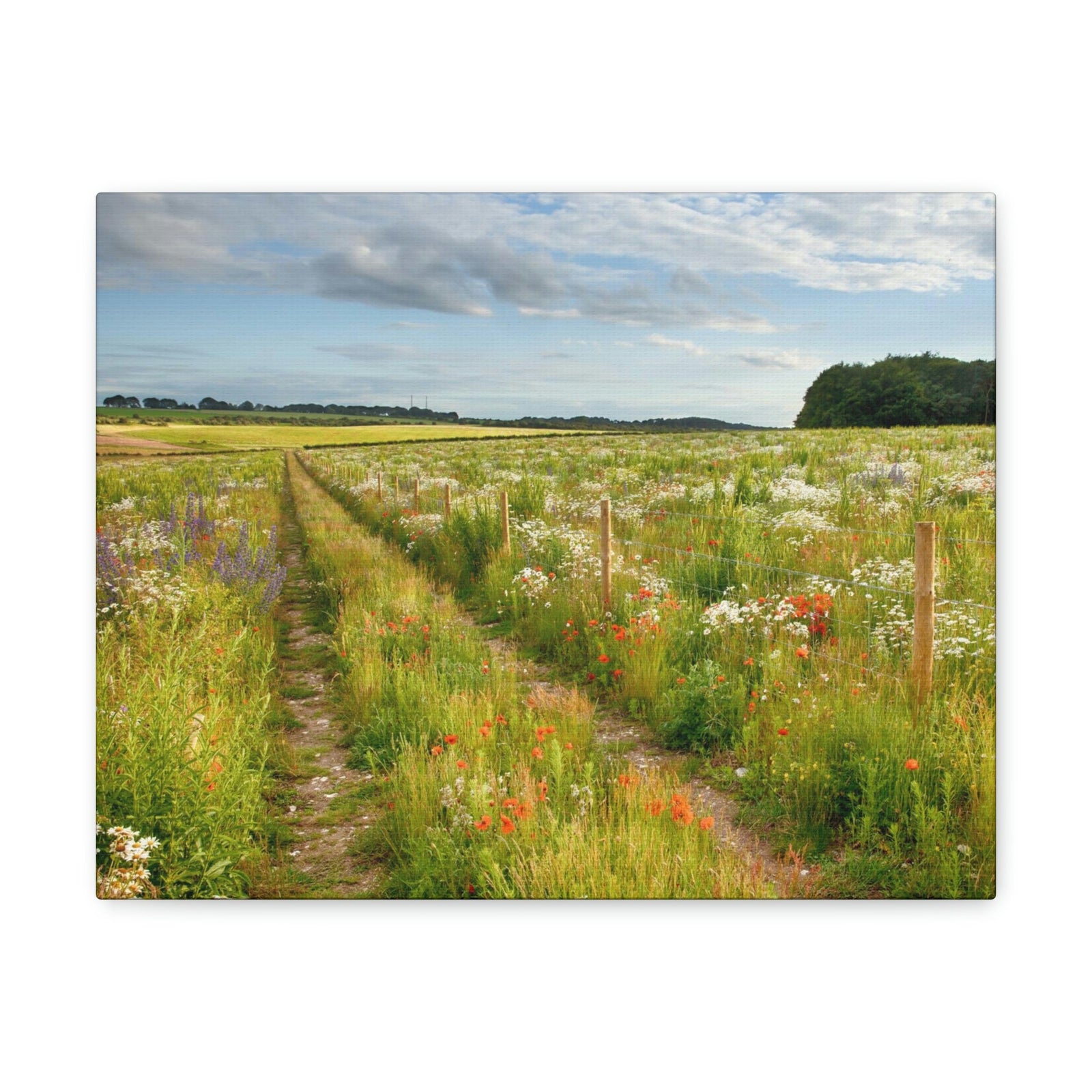 Gorgeous Wild Flower Meadow Scene Beautiful Pleasant and Lovely Beauty Nature Scene Different Colorful Flowers Wall Art Ready to Hang Unframed-Express Your Love Gifts