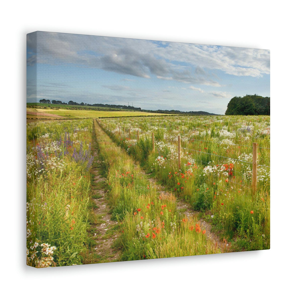 Gorgeous Wild Flower Meadow Scene Beautiful Pleasant and Lovely Beauty Nature Scene Different Colorful Flowers Wall Art Ready to Hang Unframed-Express Your Love Gifts