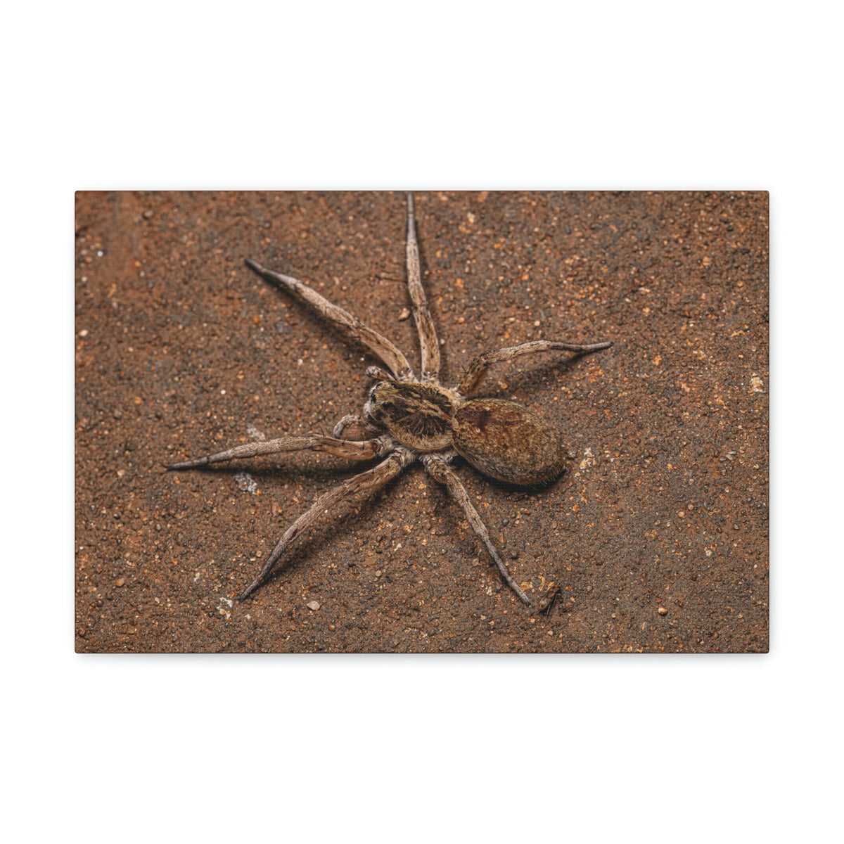 Scripture Walls Grandiose Adult Female Wolf Spider Print Animal Wall Art Wildlife Canvas Prints Wall Art Ready to Hang Unframed-Express Your Love Gifts