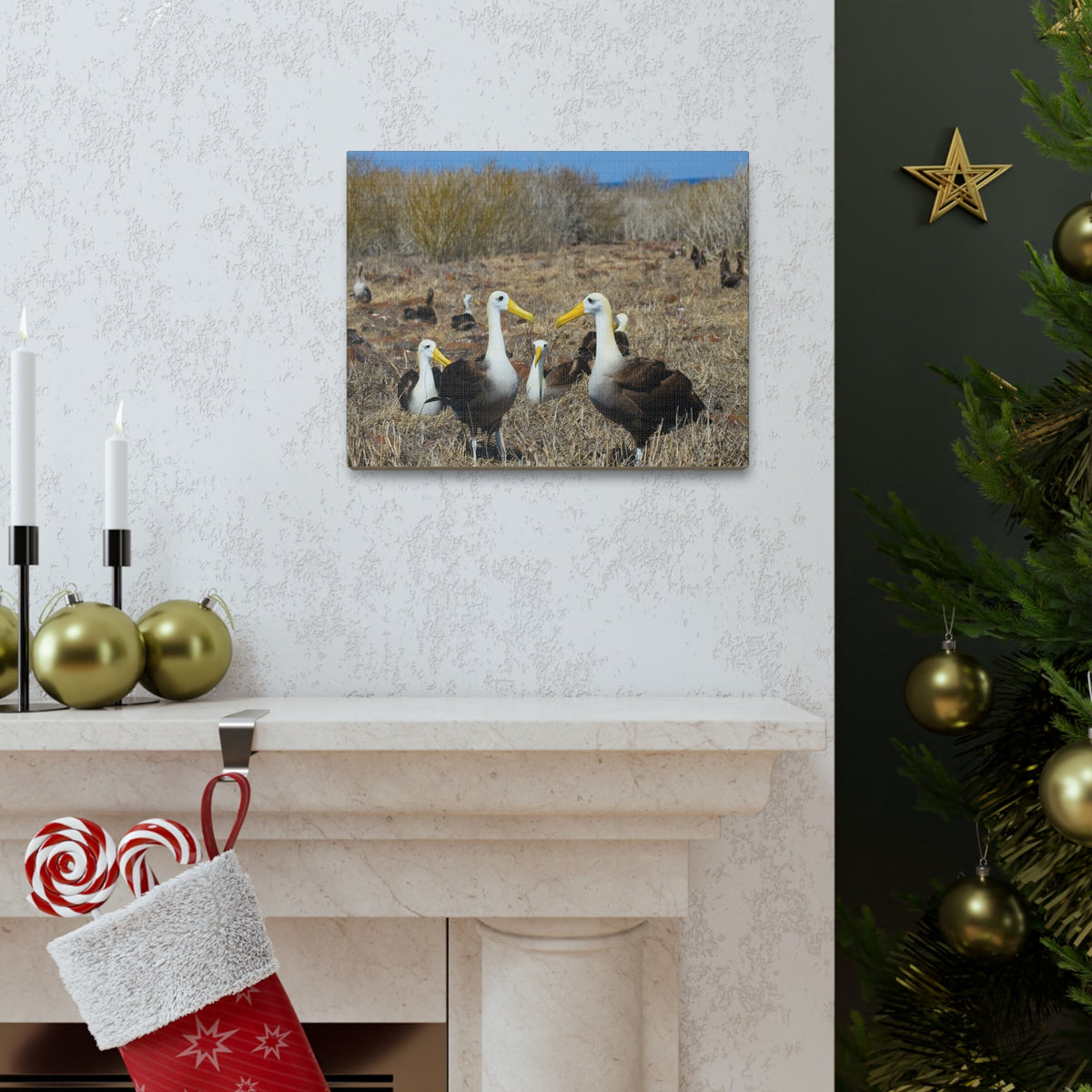 Group of Albatross Unframed-Express Your Love Gifts