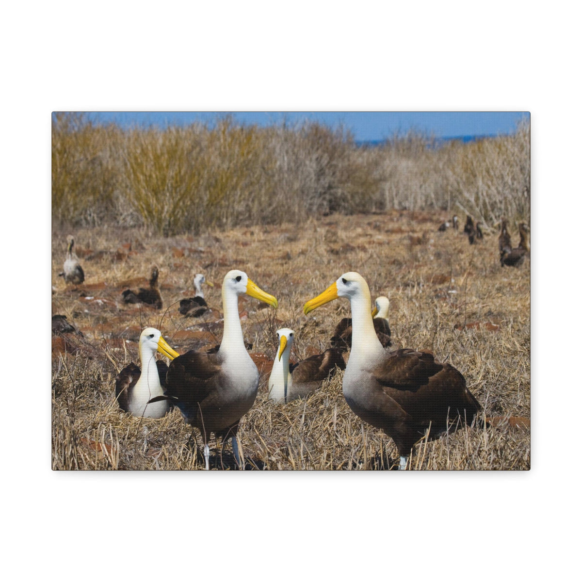 Group of Albatross Unframed-Express Your Love Gifts