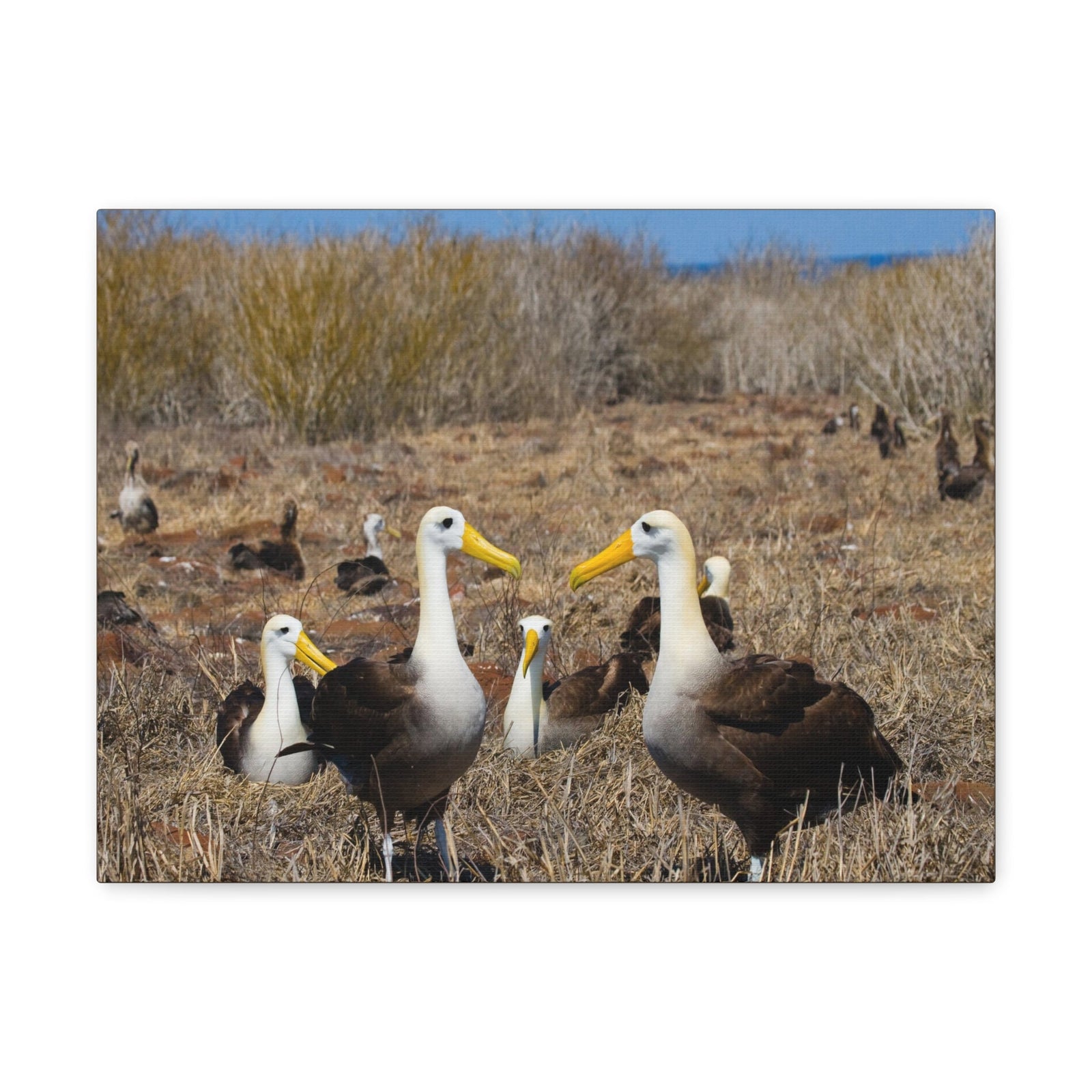 Group of Albatross Unframed-Express Your Love Gifts
