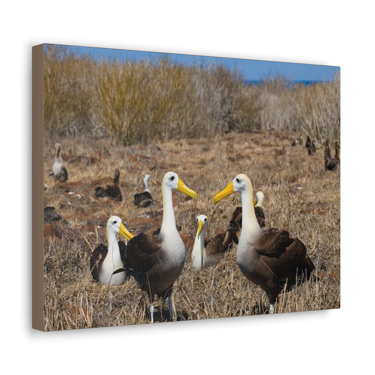 Group of Albatross Unframed-Express Your Love Gifts