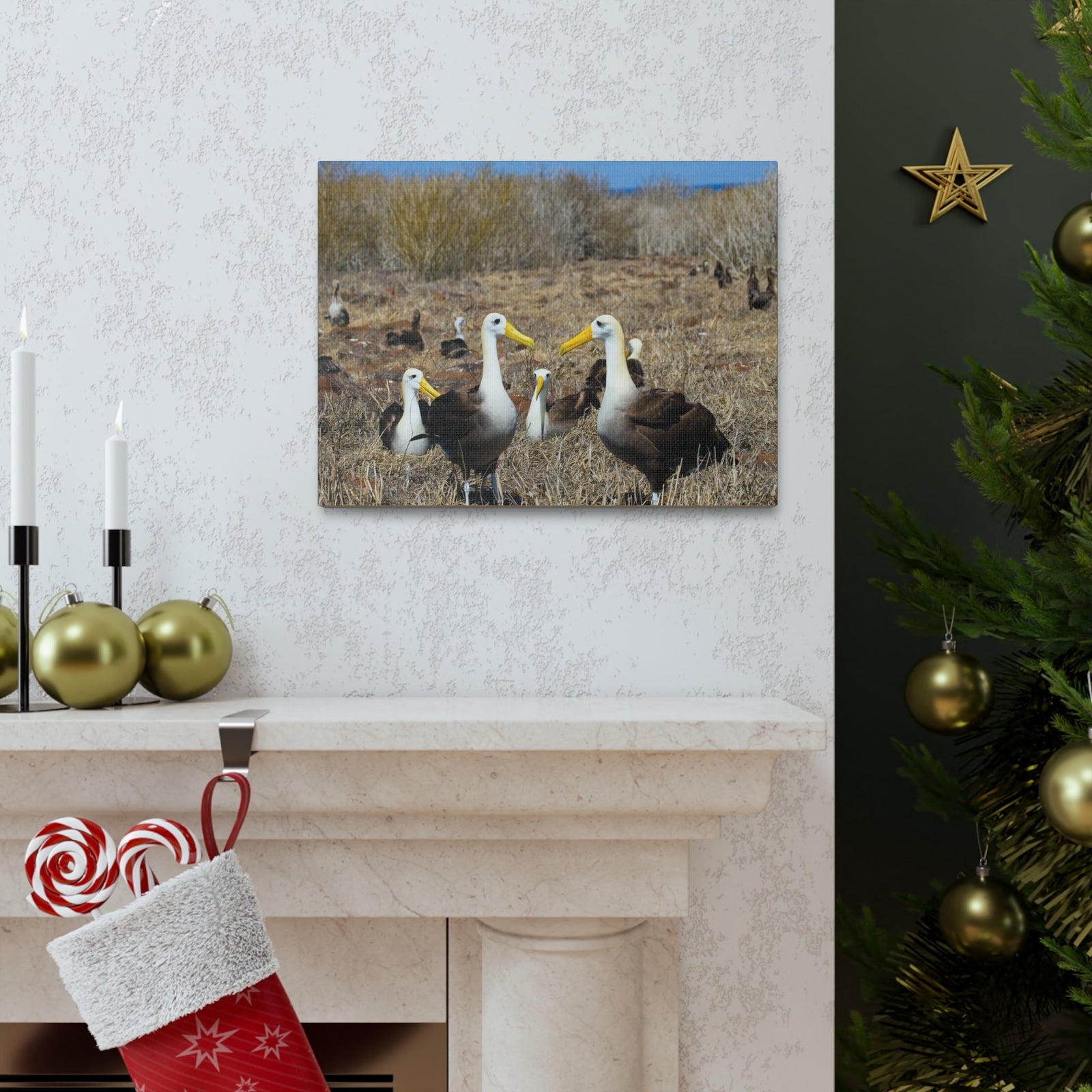Group of Albatross Unframed-Express Your Love Gifts