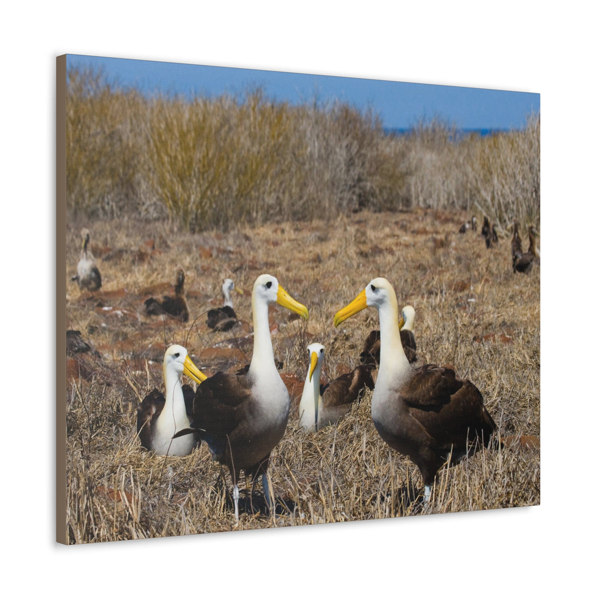 Group of Albatross Unframed-Express Your Love Gifts