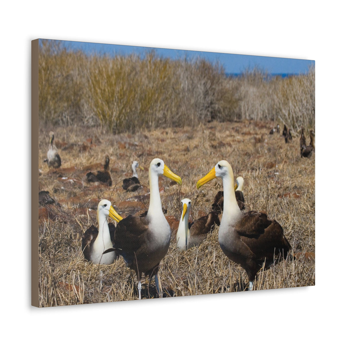Group of Albatross Unframed-Express Your Love Gifts