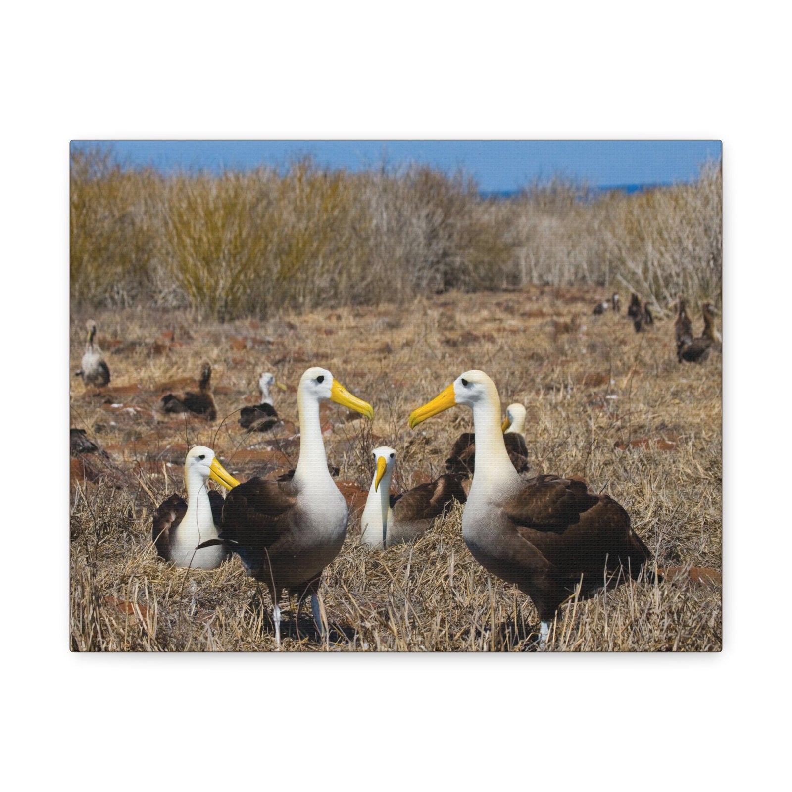 Group of Albatross Unframed-Express Your Love Gifts