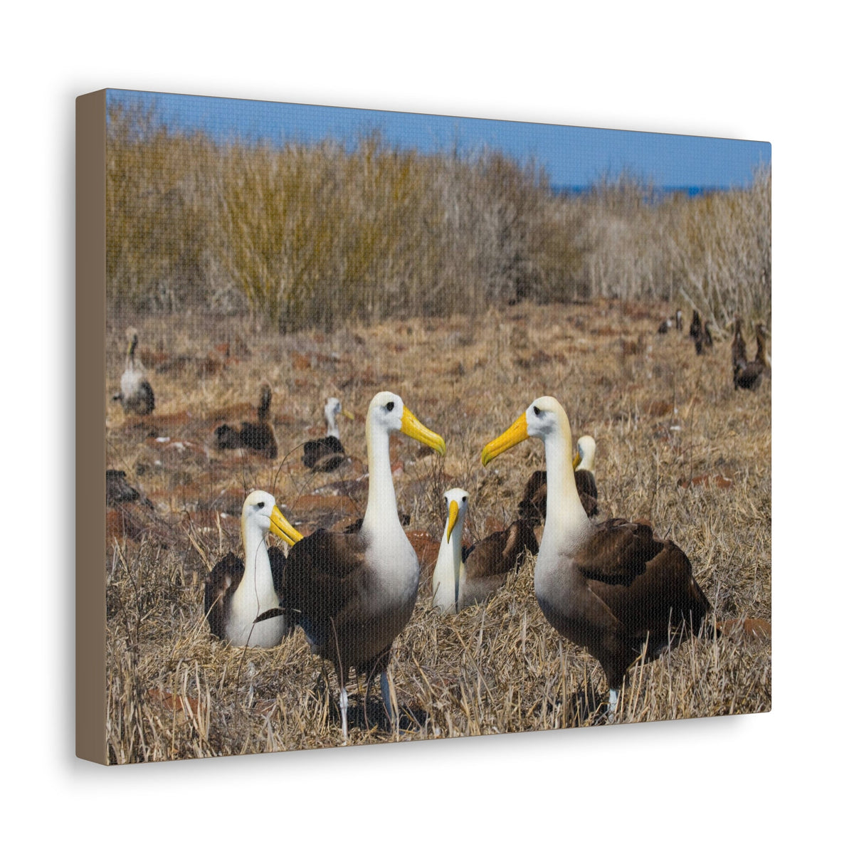 Group of Albatross Unframed-Express Your Love Gifts