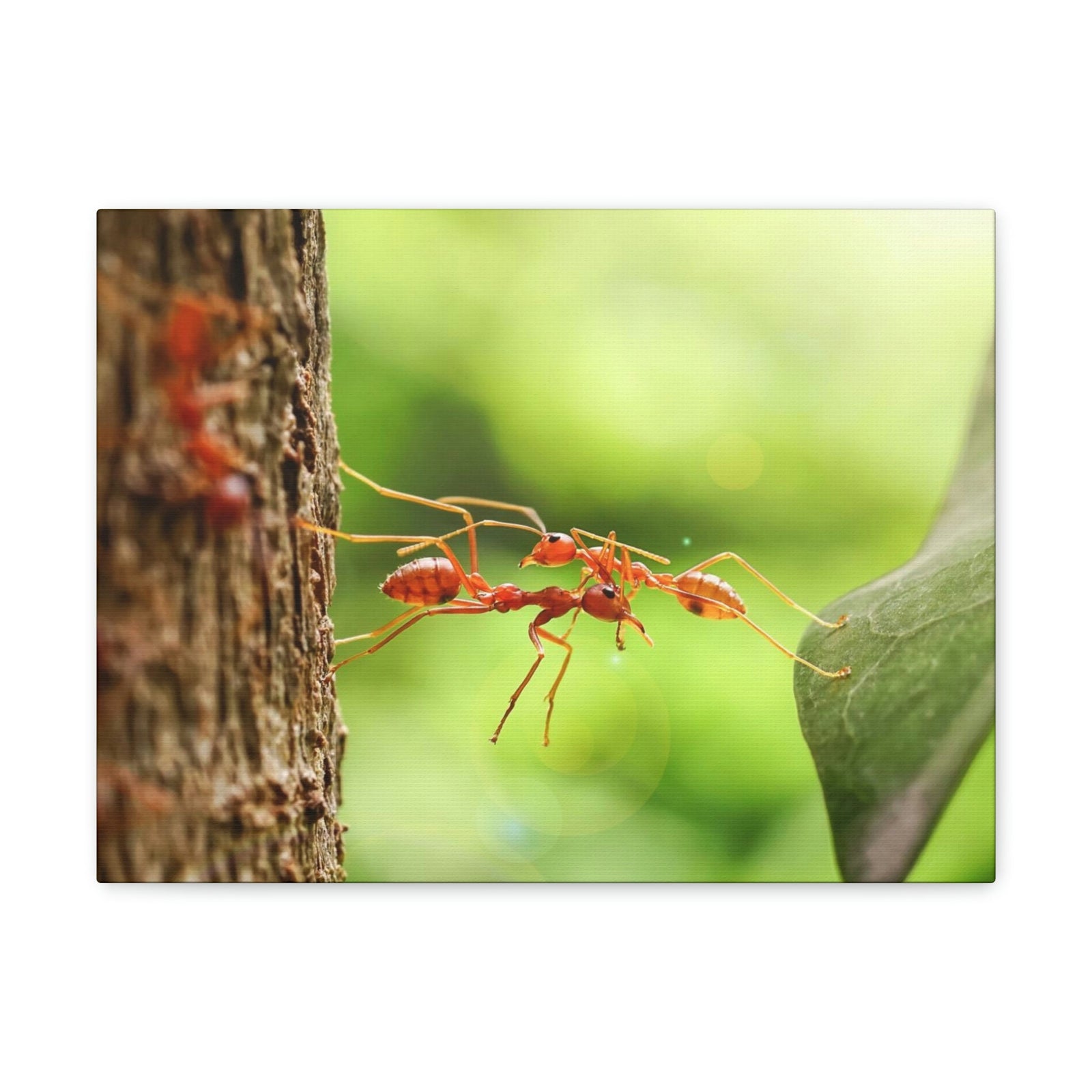 Happy Ant Couple Together Again Ant Outside Wall Art Ready To Hang Unframed-Express Your Love Gifts
