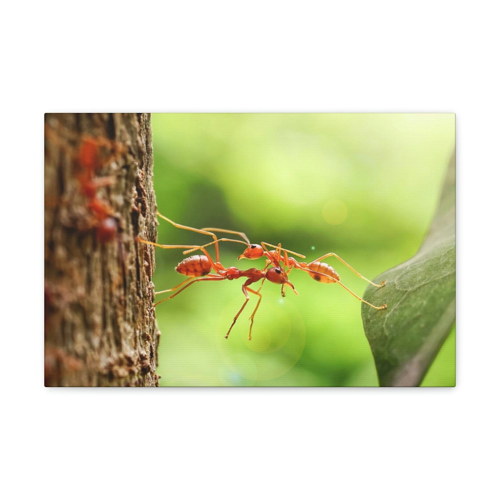 Happy Ant Couple Together Again Ant Outside Wall Art Ready To Hang Unframed-Express Your Love Gifts