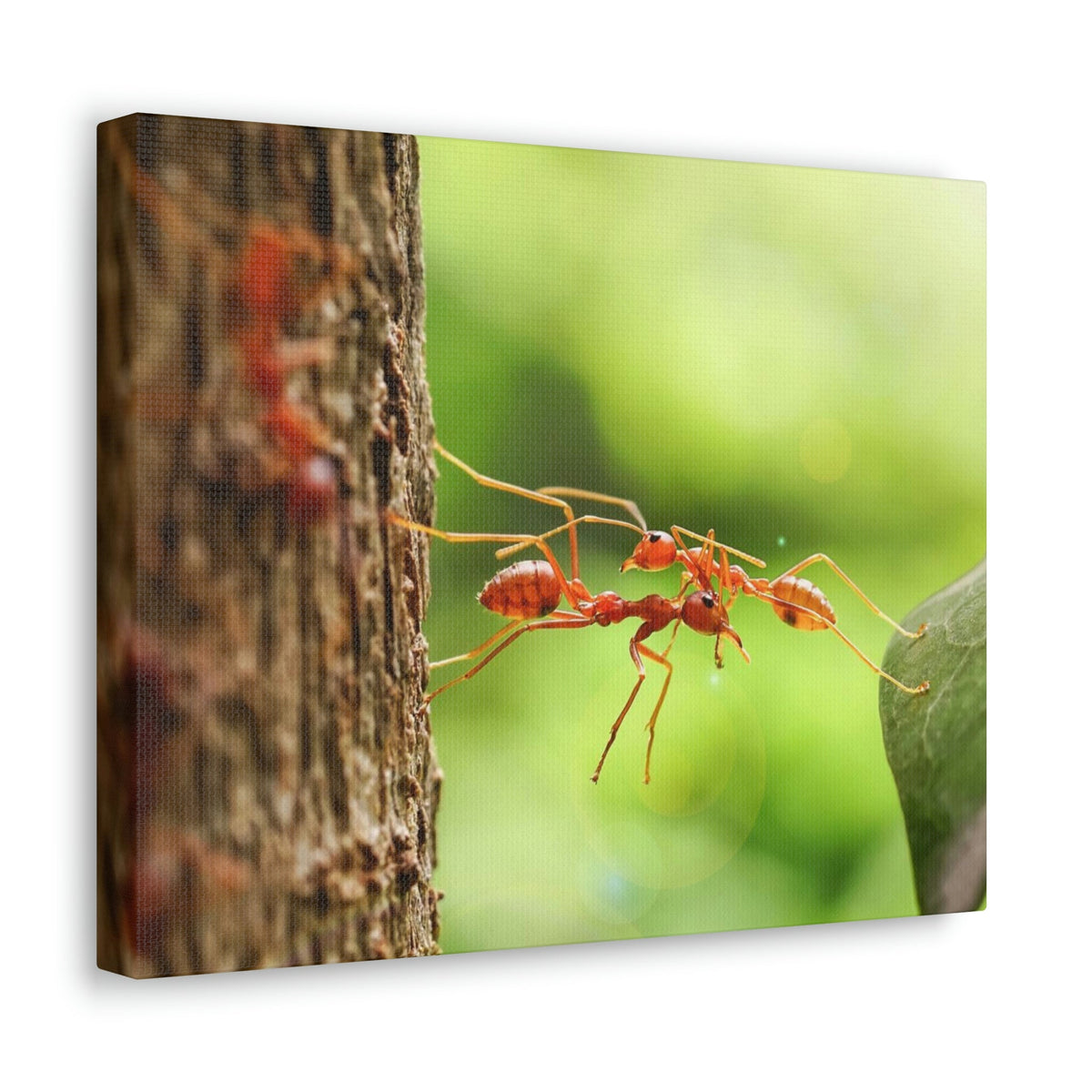 Happy Ant Couple Together Again Ant Outside Wall Art Ready To Hang Unframed-Express Your Love Gifts