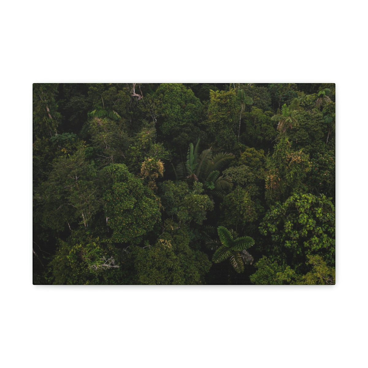 Incredible Aerial View of a Rainforest Scene Beautiful Wondrous and Astounding Beauty Nature Scene Different Big Trees Wall Art Ready to Hang Unframed-Express Your Love Gifts