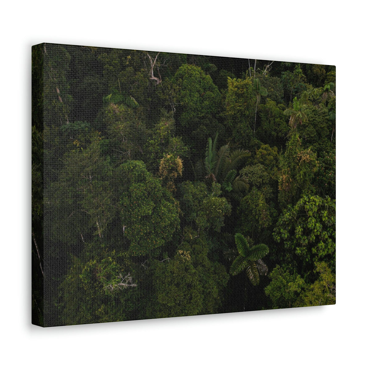 Incredible Aerial View of a Rainforest Scene Beautiful Wondrous and Astounding Beauty Nature Scene Different Big Trees Wall Art Ready to Hang Unframed-Express Your Love Gifts