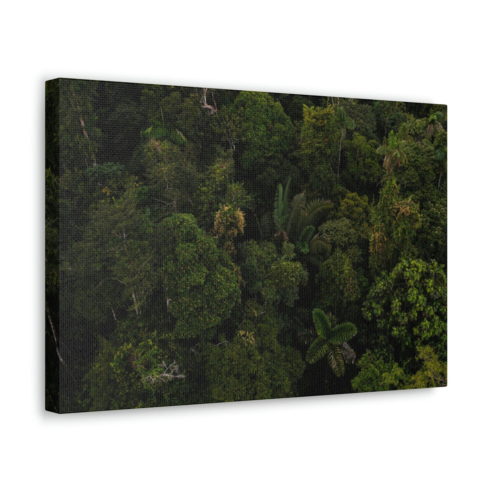 Incredible Aerial View of a Rainforest Scene Beautiful Wondrous and Astounding Beauty Nature Scene Different Big Trees Wall Art Ready to Hang Unframed-Express Your Love Gifts
