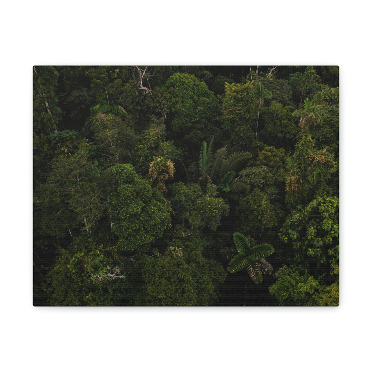 Incredible Aerial View of a Rainforest Scene Beautiful Wondrous and Astounding Beauty Nature Scene Different Big Trees Wall Art Ready to Hang Unframed-Express Your Love Gifts
