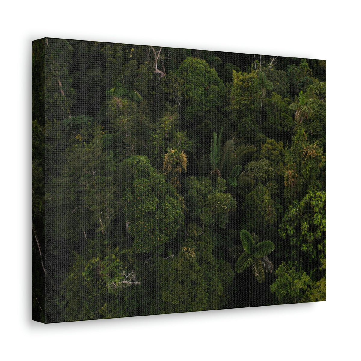 Incredible Aerial View of a Rainforest Scene Beautiful Wondrous and Astounding Beauty Nature Scene Different Big Trees Wall Art Ready to Hang Unframed-Express Your Love Gifts