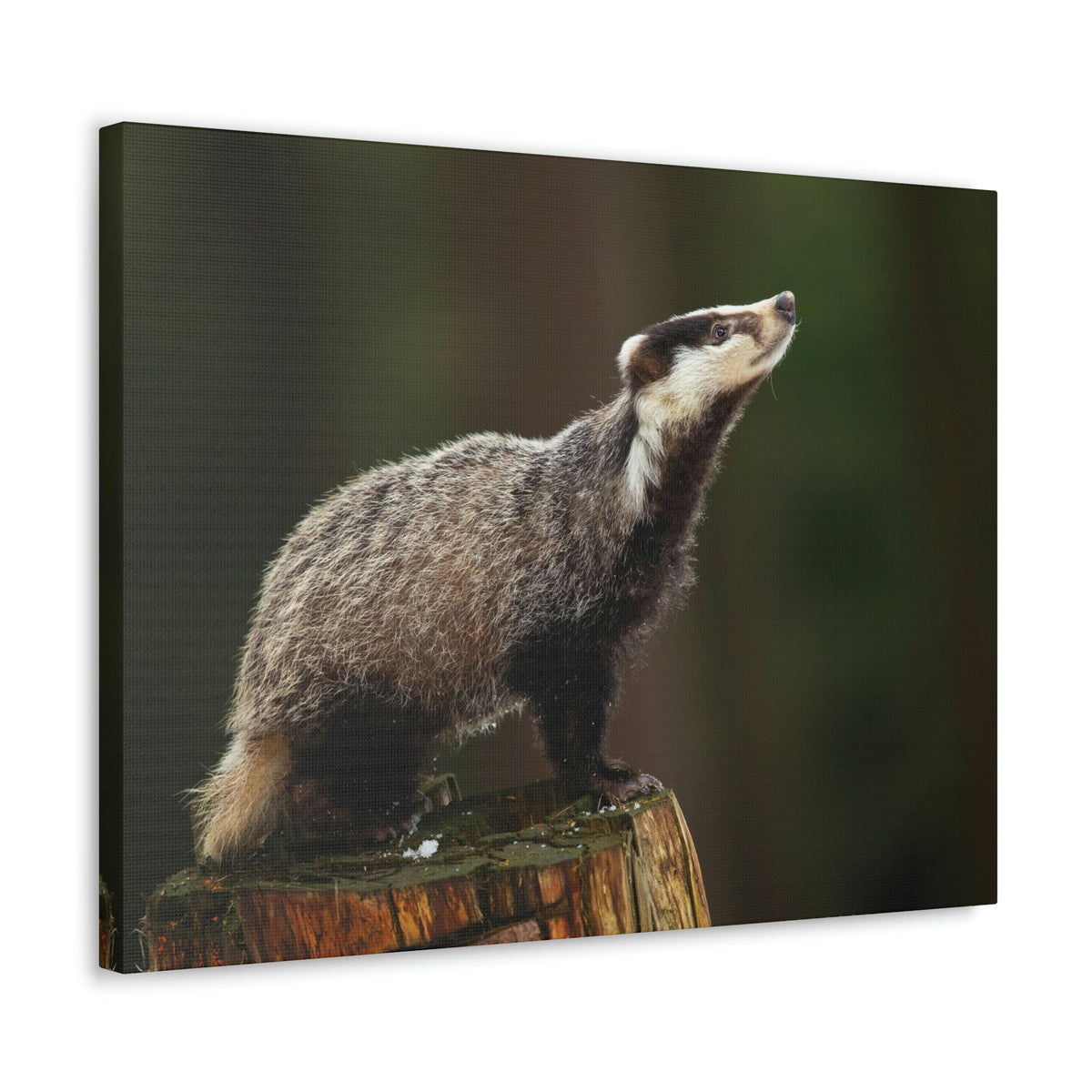 Scripture Walls Lookin Up Badger Print Animal Wall Art Wildlife Canvas Prints Wall Art Ready to Hang Unframed-Express Your Love Gifts
