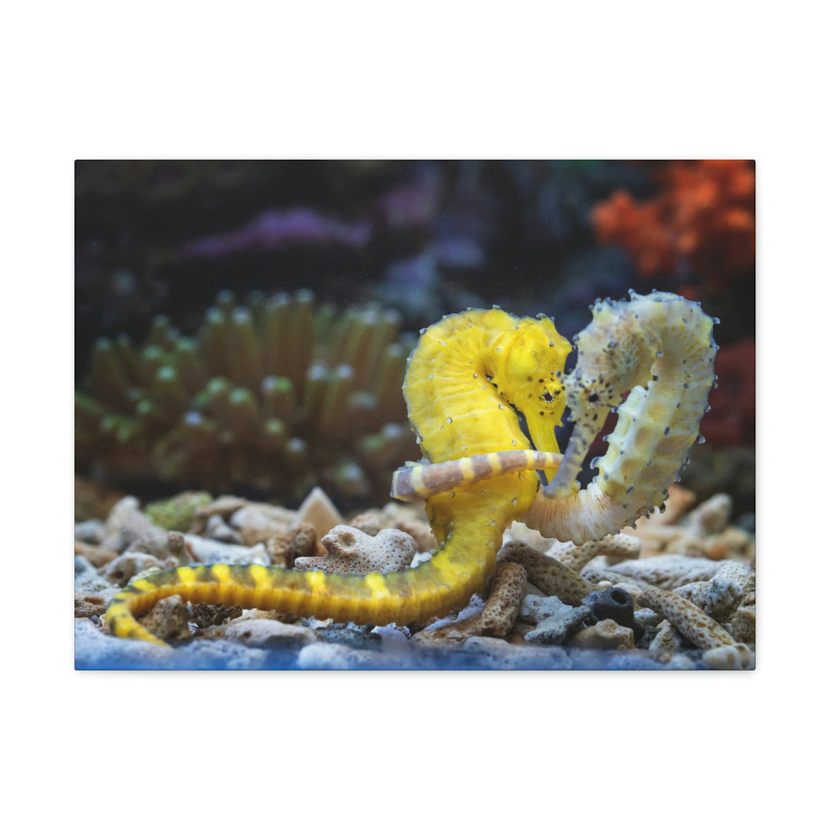 Scripture Walls Lovely Couple of Seahorse Print Animal Wall Art Wildlife Canvas Prints Wall Art Ready to Hang Unframed-Express Your Love Gifts