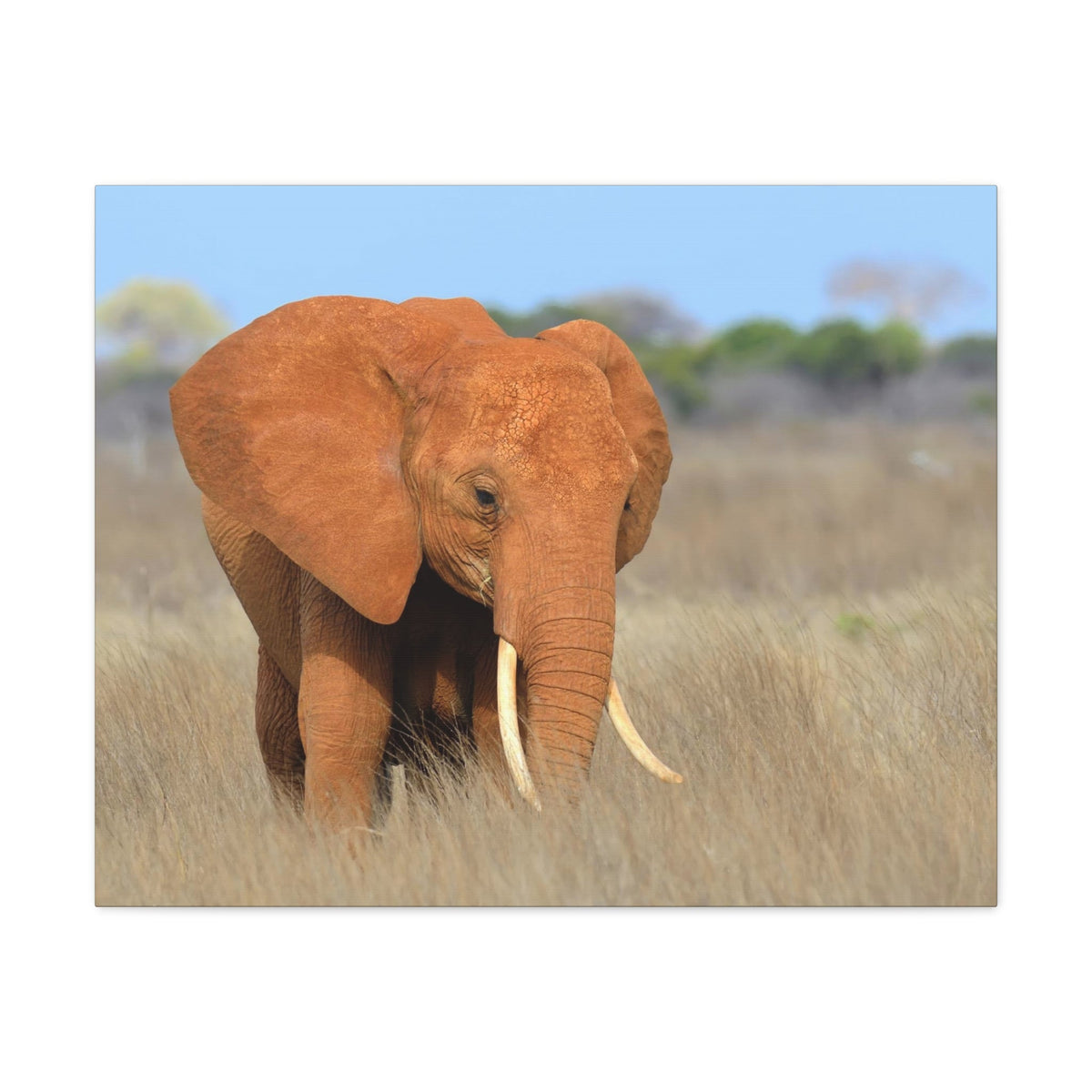 Majestic African Elephant on Grassland Outdoor Wall Art Ready To Hang Unframed-Express Your Love Gifts