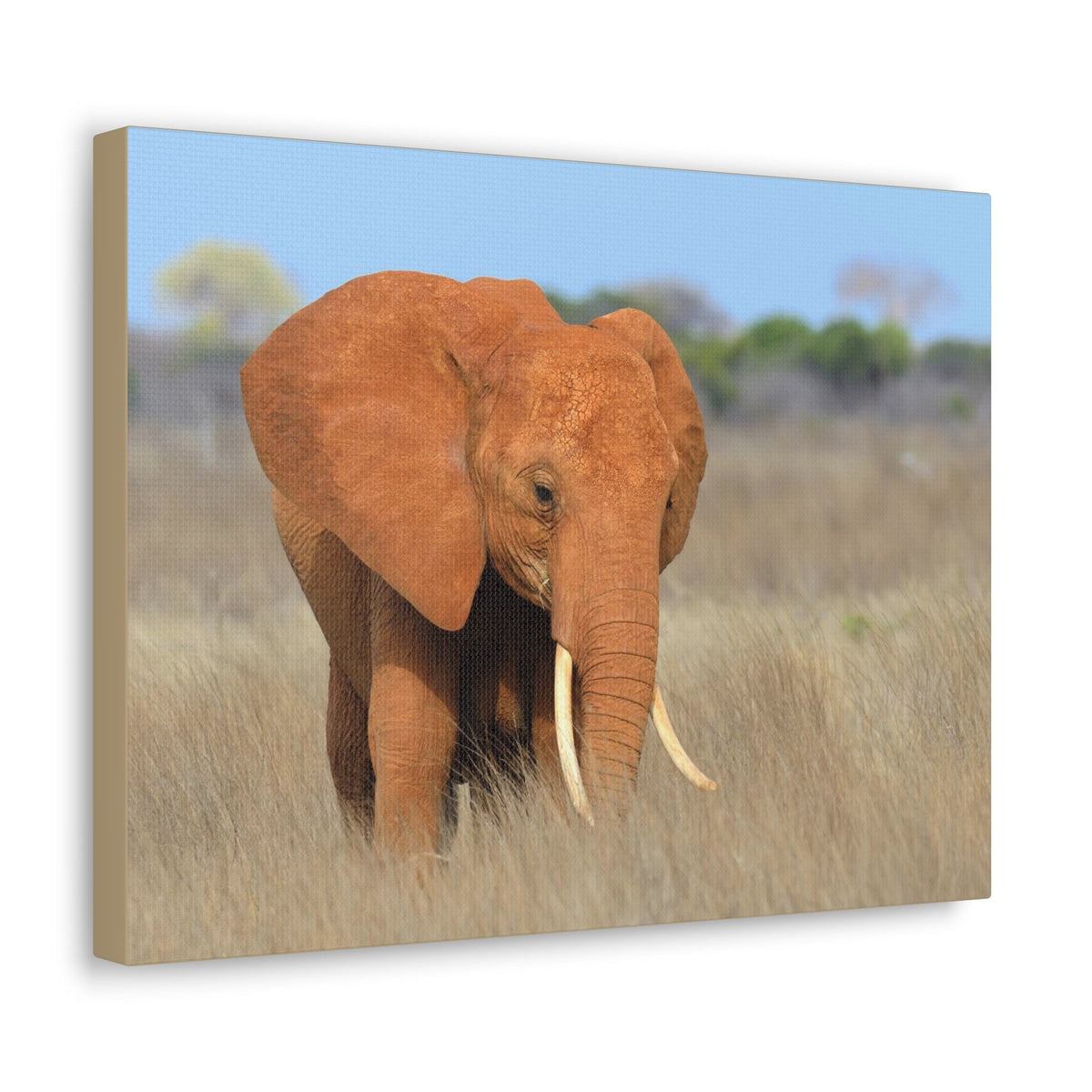 Majestic African Elephant on Grassland Outdoor Wall Art Ready To Hang Unframed-Express Your Love Gifts