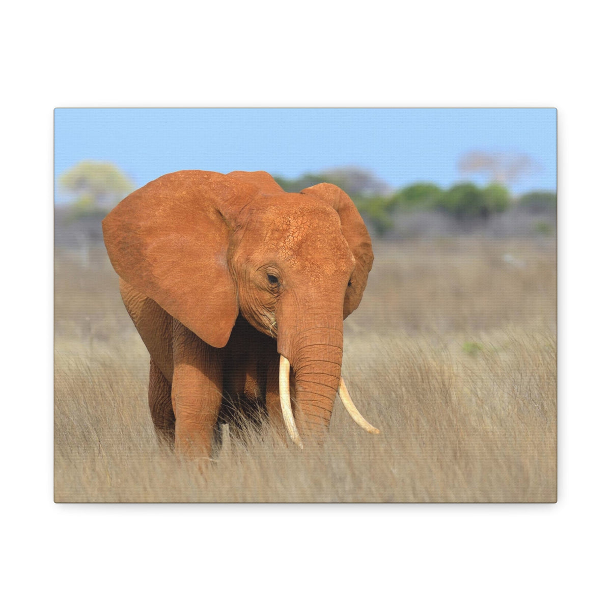 Majestic African Elephant on Grassland Outdoor Wall Art Ready To Hang Unframed-Express Your Love Gifts