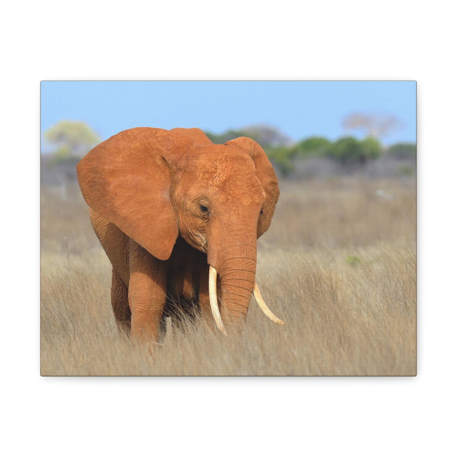 Majestic African Elephant on Grassland Outdoor Wall Art Ready To Hang Unframed-Express Your Love Gifts