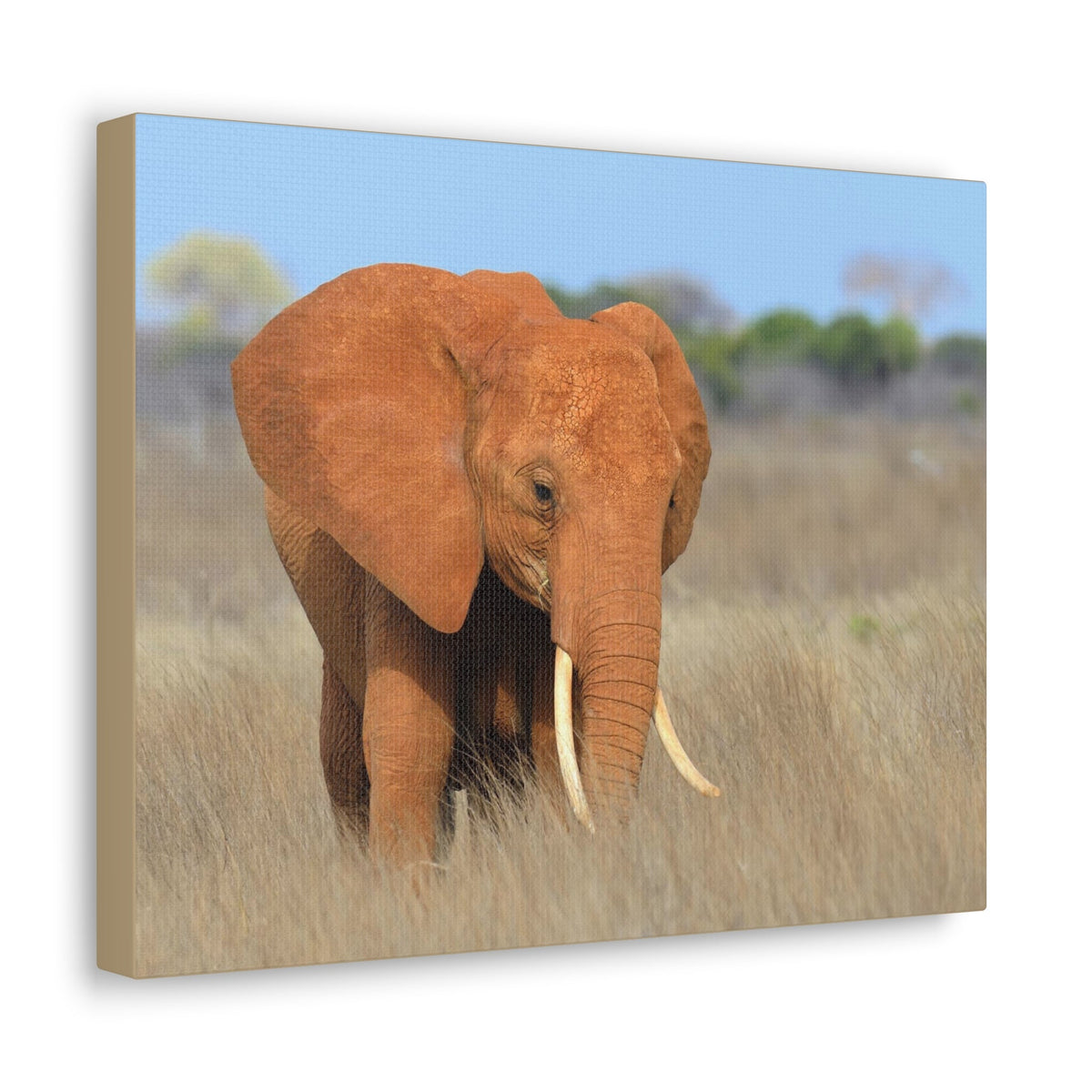 Majestic African Elephant on Grassland Outdoor Wall Art Ready To Hang Unframed-Express Your Love Gifts