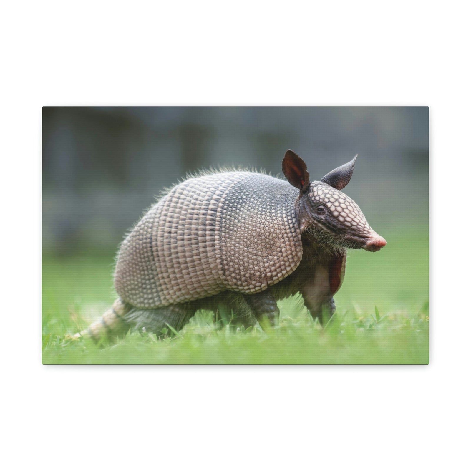 Scripture Walls Majestic Armadillo Art Majestic Armadillo Print Animal Wall Art Wildlife Canvas Prints Wall Art Ready to Hang Unframed-Express Your Love Gifts