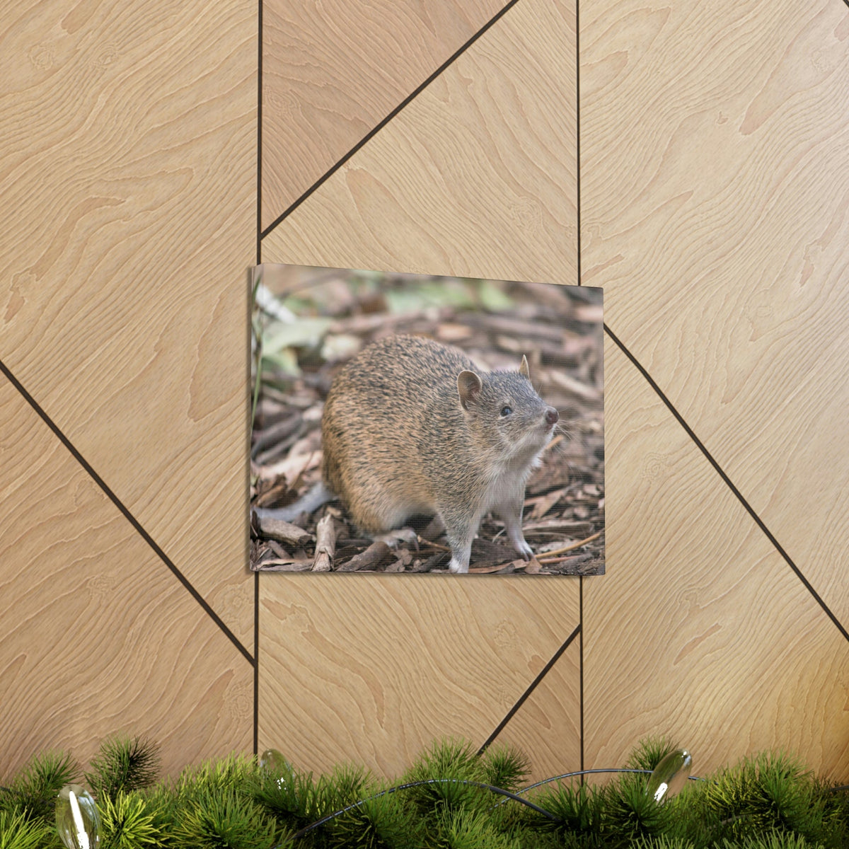 Scripture Walls Majestic Bandicoot Art Majestic Bandicoot Print Animal Wall Art Wildlife Canvas Prints Wall Art Ready to Hang Unframed-Express Your Love Gifts