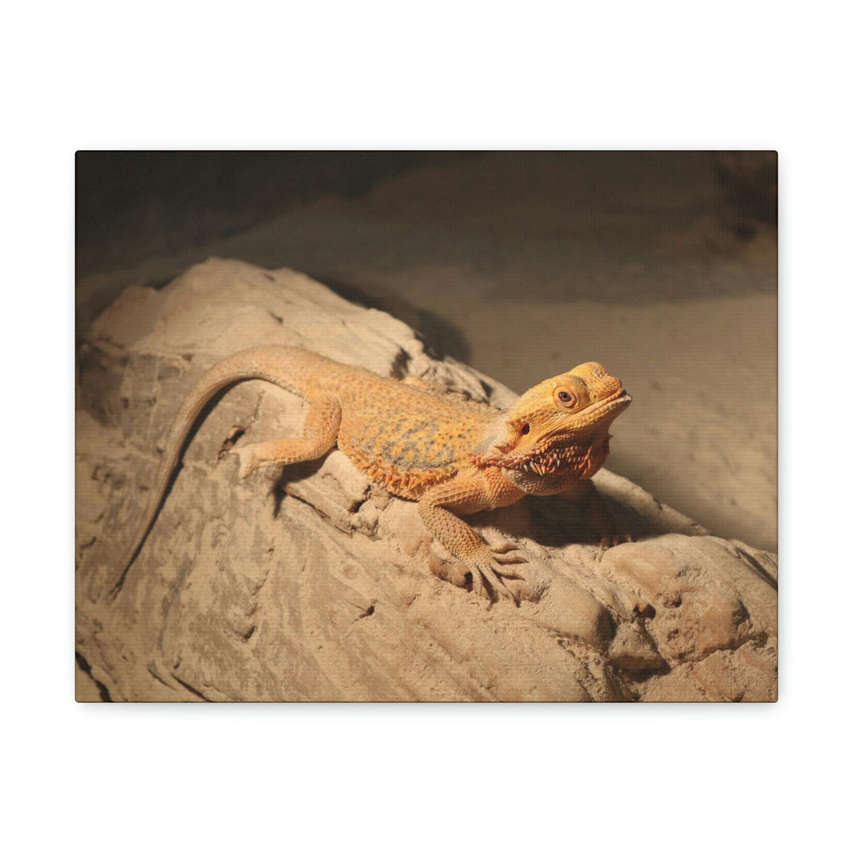 Scripture Walls Majestic Bearded Dragon Art Majestic Bearded Dragon Print Animal Wall Art Wildlife Canvas Prints Wall Art Ready to Hang Unframed-Express Your Love Gifts