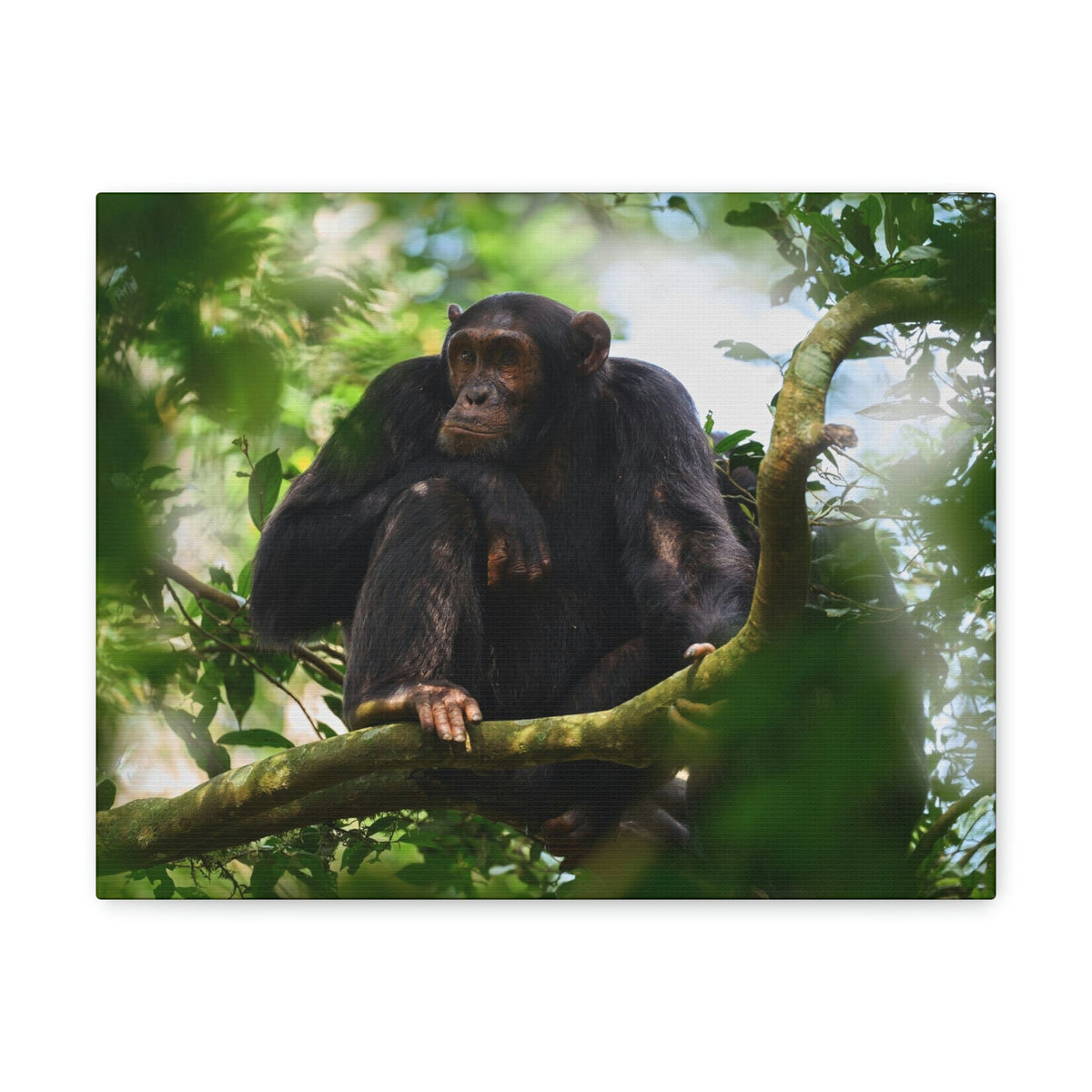 Scripture Walls Majestic Chimpanzee Art Majestic Chimpanzee Print Animal Wall Art Wildlife Canvas Prints Wall Art Ready to Hang Unframed-Express Your Love Gifts