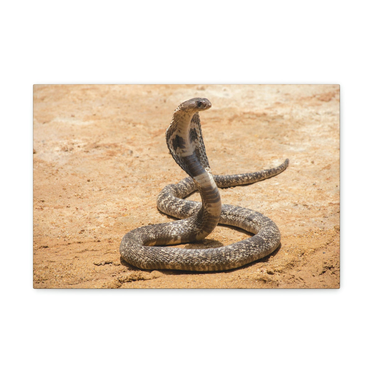 Scripture Walls Majestic Cobra Art Majestic Cobra Print Animal Wall Art Wildlife Canvas Prints Wall Art Ready to Hang Unframed-Express Your Love Gifts