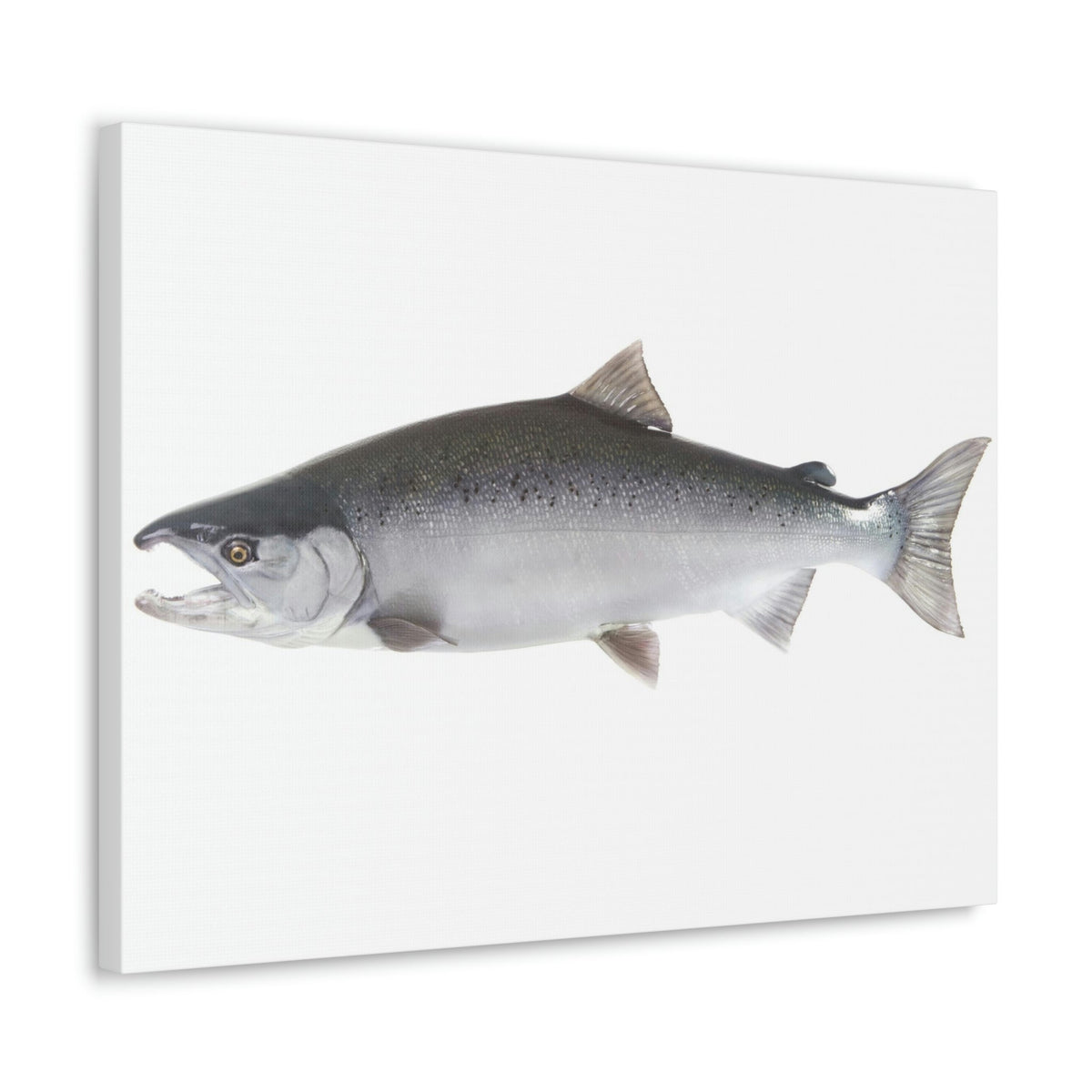 Scripture Walls Majestic Coho Art Majestic Coho Print Animal Wall Art Wildlife Canvas Prints Wall Art Ready to Hang Unframed-Express Your Love Gifts
