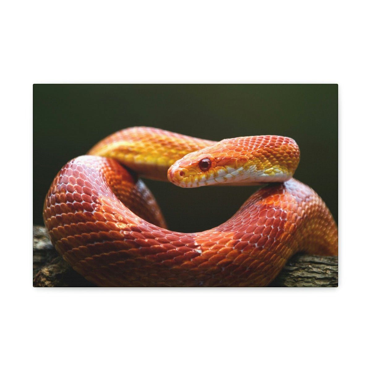 Scripture Walls Majestic Corn Snake Art Majestic Corn Snake Print Animal Wall Art Wildlife Canvas Prints Wall Art Ready to Hang Unframed-Express Your Love Gifts